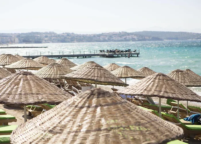 Teddy 3* אלאקאטי